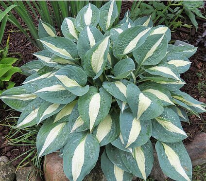 Hosta 'Pin Up'  (pieejams no jūnija)